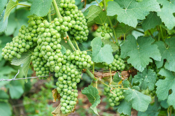 Close up young green grape in champagne vineyards at montagne de reims, France
