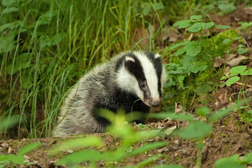 european badger , meles meles, Czech republic