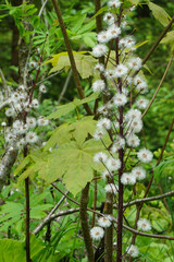 Fleurs Suisse été 2017