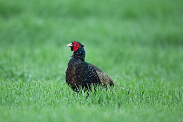 common pheasant, phasianus colchicus, Czech republic