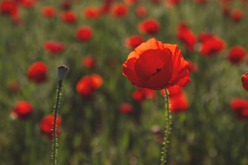 Obraz premium red poppy