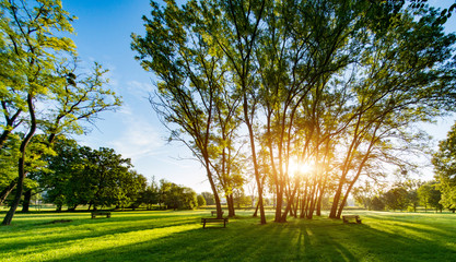 Sunlight through the trunks of trees. Morning in the summer park