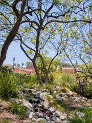 garden with pond in asian style