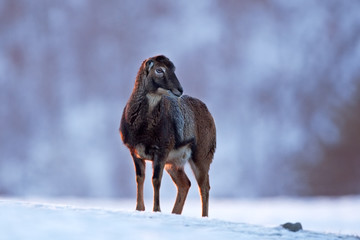 mouflon, ovis orientalis orientalis