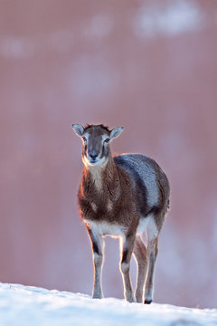mouflon, ovis orientalis orientalis