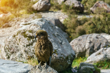 The kea , so called 