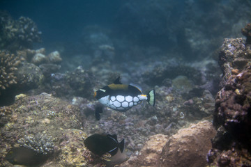 underwater world - clown triggerfish