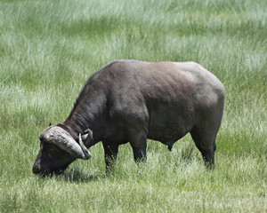 Water Buffalo