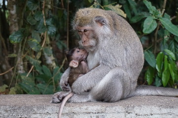 monkey bali