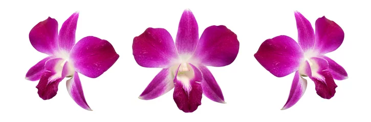 Foto op Canvas Purple orchid isolated on white background clipping path included © Venus