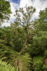 variety of plants in the Monserrate park, Sintra, Portugal 