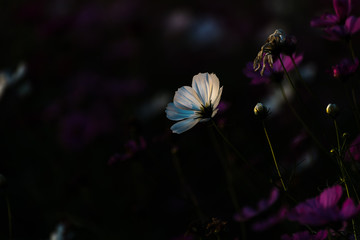 cosmos flower in the dark background, low light