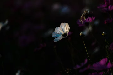 Foto op Plexiglas Zwart kosmos bloem in de donkere achtergrond, weinig licht