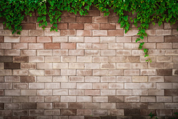 brick wall with plant.