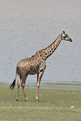 Beach Giraffe