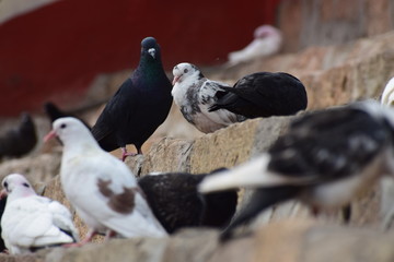 The Pigeon from India