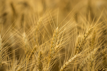 golden wheat field and sunny day