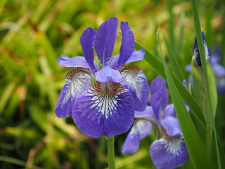 Japanese Iris flower photograph OLYMPUS DIGITAL CAMERA