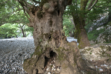Fototapeta na wymiar GRECE, Old sycamore trees line the Vikos river in the Vkos-Aoos Nationalpark,