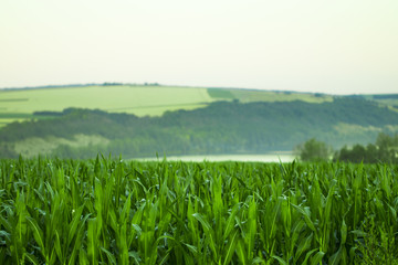 Green field with corn. Blue cloudy sky. Sunrise on the horizon