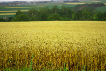 golden wheat field and sunny day