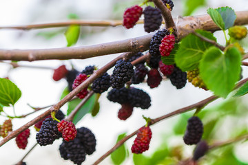 Fresh mulberry , black ripe and red unripe mulberries on the branch