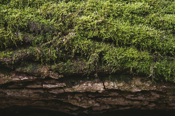 green moss on the bark of a tree, organic concept or background