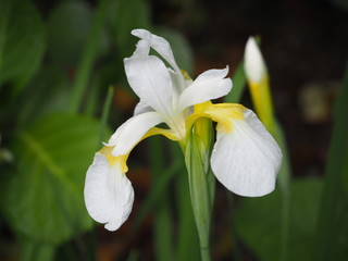 Japanese White Iris flower photograph OLYMPUS DIGITAL CAMERA