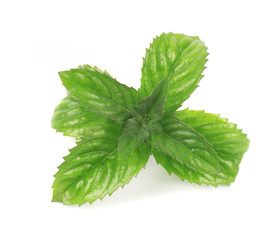 Fresh peppermint isolated on white background. Mint leaves on a white background