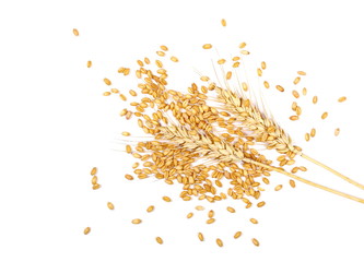Ears of wheat and seeds isolated on white background