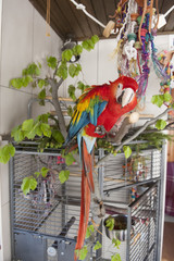 Playful parrot © eva