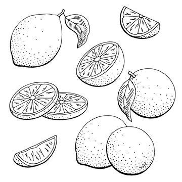 Lime fruit graphic black white isolated sketch illustration vector