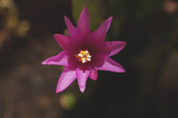 Fototapeta premium haitora rosea pink flower close up