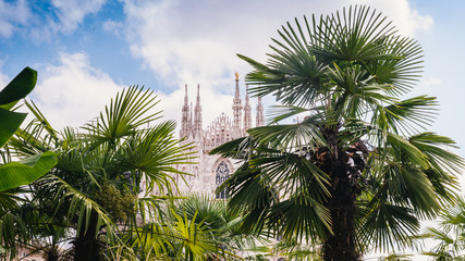 Palm and banana trees on Piazza Duomo in Milan, Italy