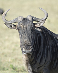 Wildebeest Portrait