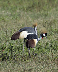 Cranes in Africa