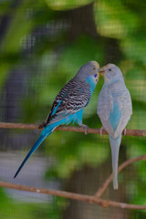 Love scene of birds.