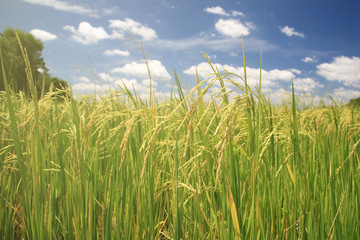 ripe rice paddy field