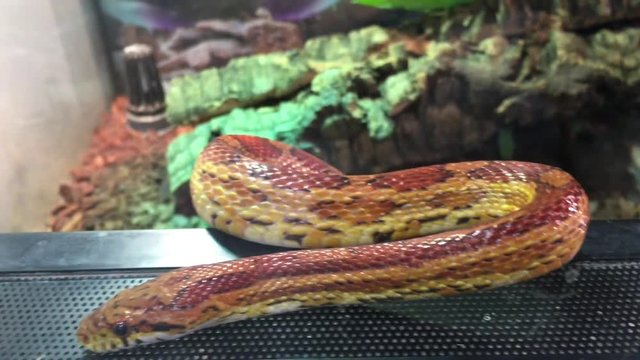 Kornnatter im Terrarium, Schlange, Tiere, Natur