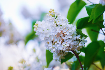 Photo of white lilac flowers and green leaves. Blooming lilac flowers in the garden. Shallow depth of field. Selective focus.