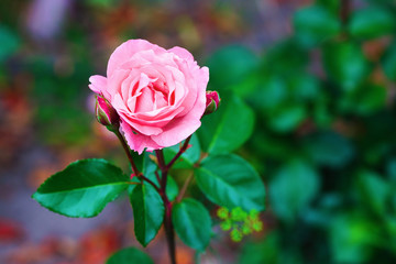 Pink rose flower on blurred background of green leaves outdoors. Shallow depth of field. Selective focus.