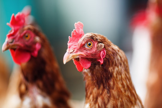 Brown hens in a farm. Chickens in henhouse. Shallow depth of field. Selective focus.