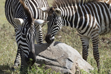 Fototapeta na wymiar Mother and Baby Zebra 5