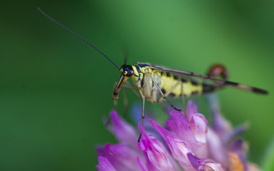 Macro Scorpion Fly