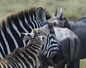 Mother and Baby Zebra 1