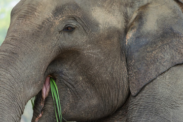 Elephant eating grass