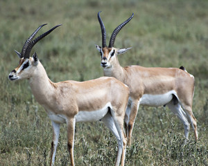 Antelope 2