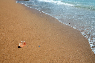 summer holiday background with sea shell in golden sand and turquoise water with copy space