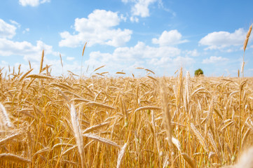 Golden field of cereals