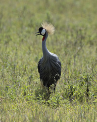 Whopping Crane